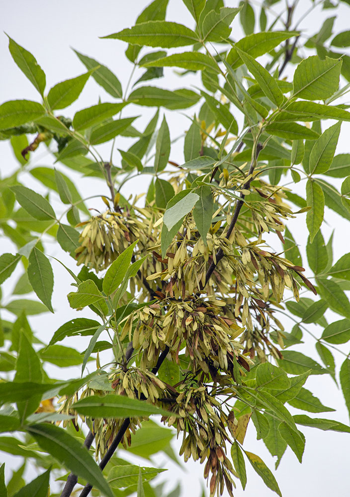 Ash tree seeds.