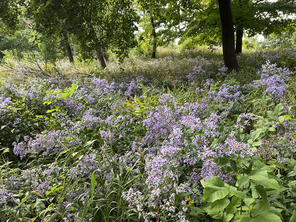 A riot of asters in a section of the park restored by the UEC.