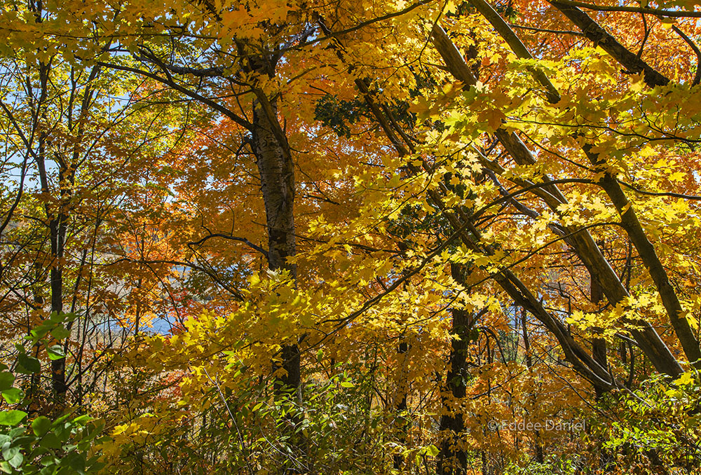 Ice Age Trail, Butler Lake Segment, Kettle Moraine State Forest - Northern Unit.