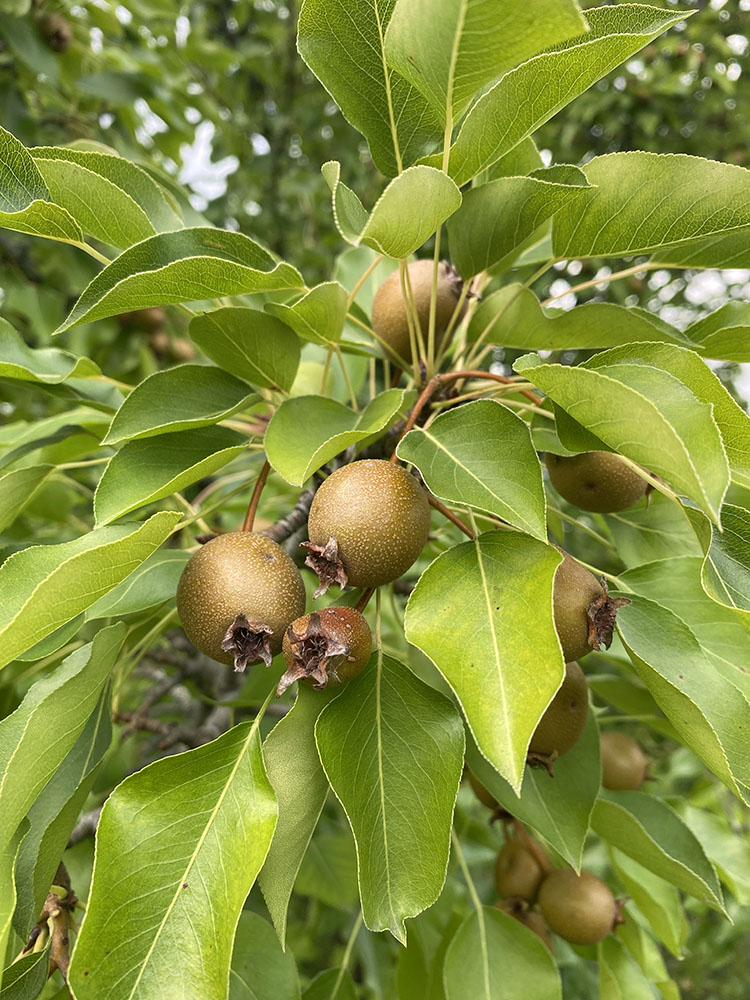 Common Pear.