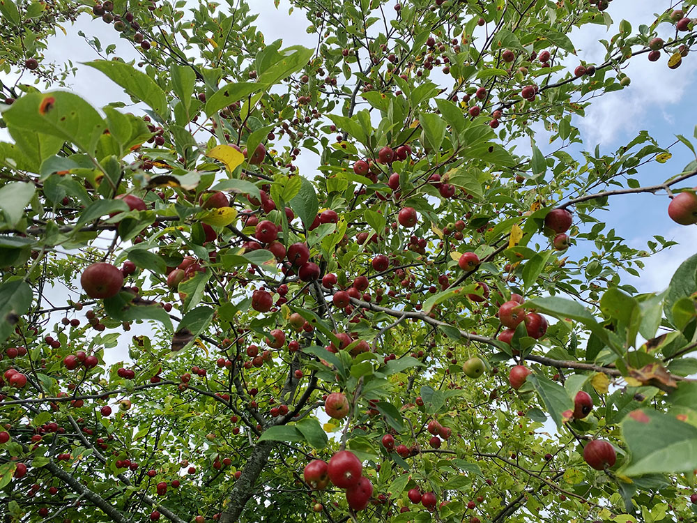 Crab Apple.