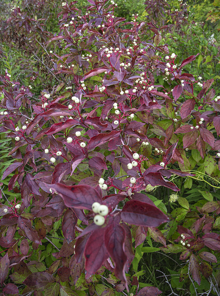 Gray Dogwood.