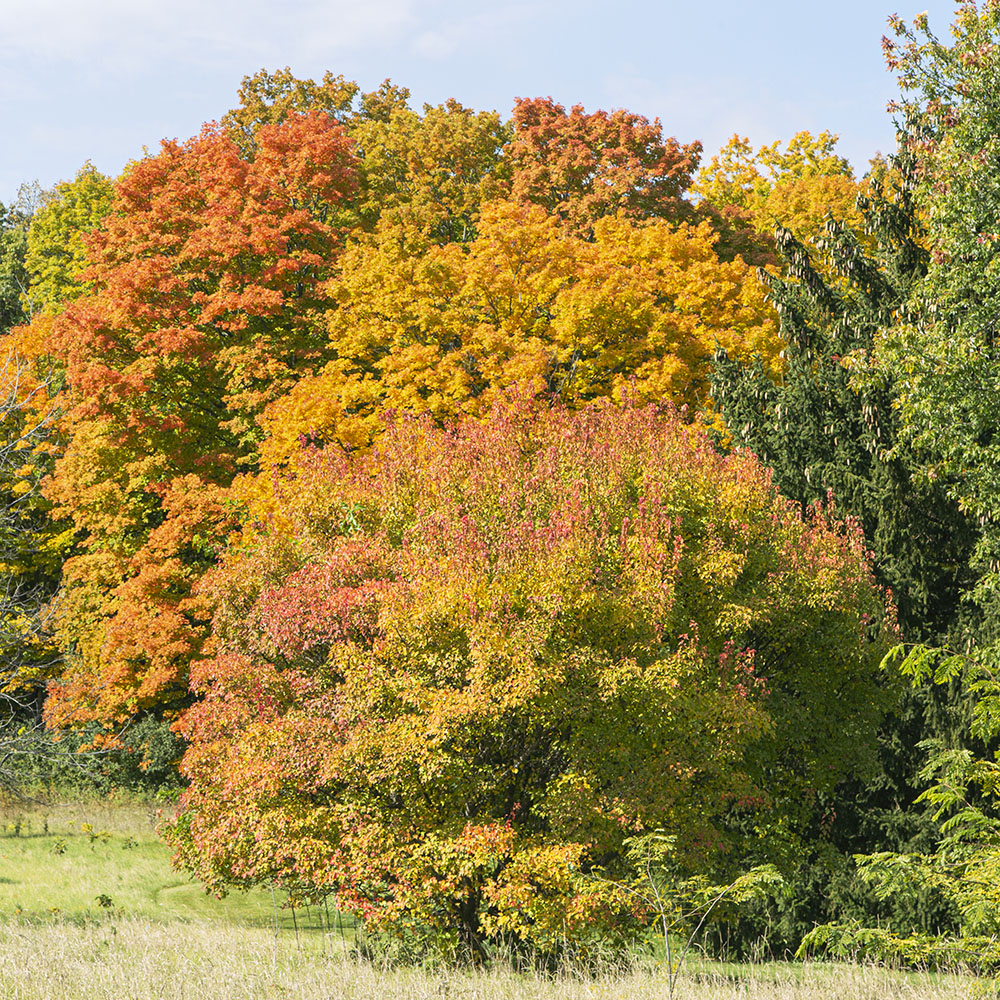 MeKwon Woods, Ozaukee County.