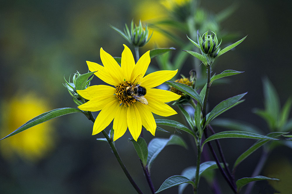 A pollinator bee visits a wildflower in a section of the park restored by the UEC. 