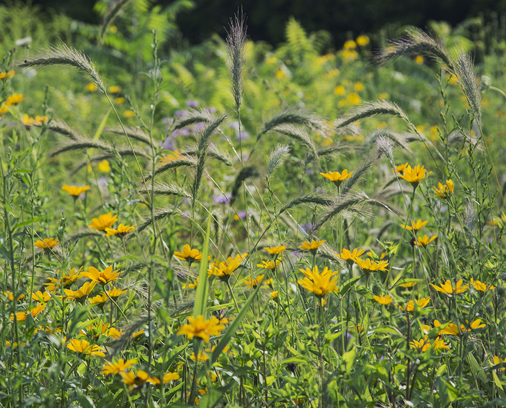 A mix of wildflowers and prairie grasses in a section of the park restored by UEC staff and volunteers.