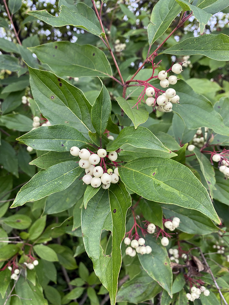 Gray dogwood.