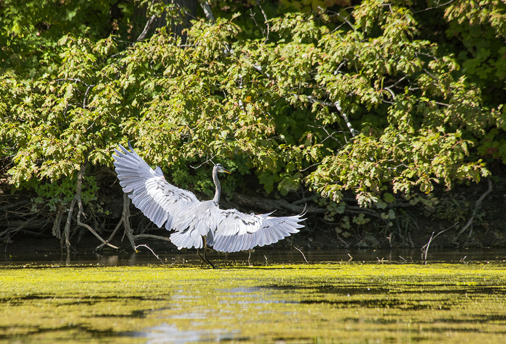 We saw turtles, waterfowl and other birds, including this great blue heron.