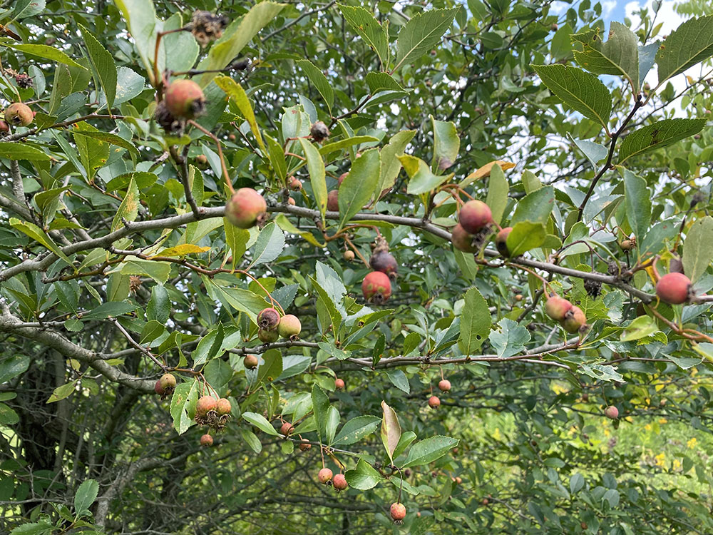 Hawthorn