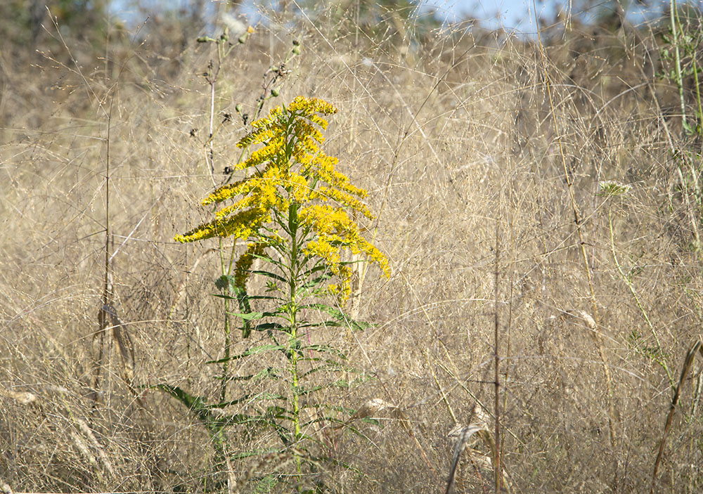 Goldenrod amid grasses.