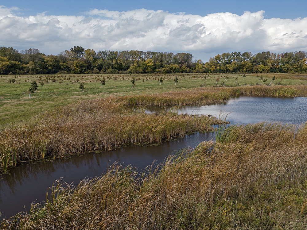 Restored wetland pond and marsh, along with newly planted trees. 