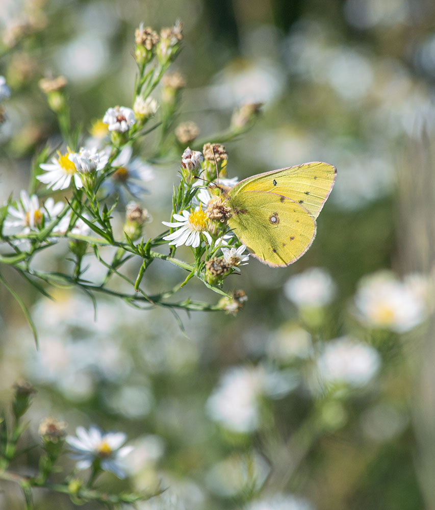 Yellow sulphur butterfly.