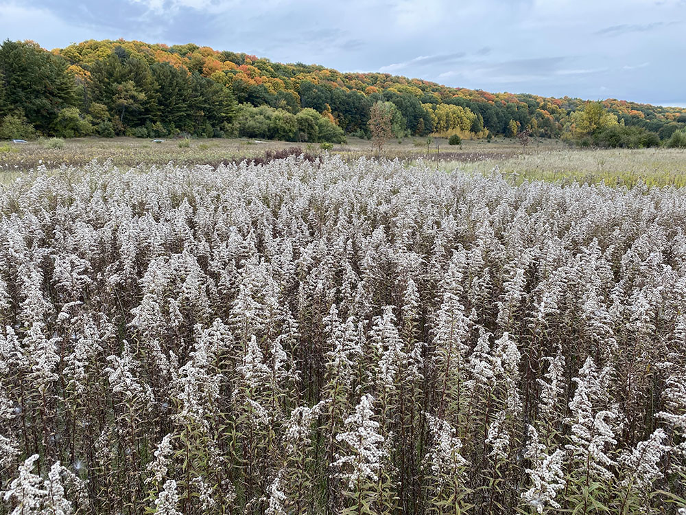 Kettle Moraine State Forest - Loew Lake Unit, Washington County