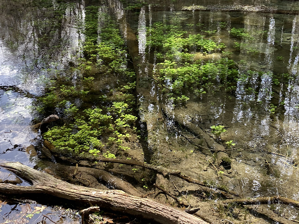 The largest spring along the Springs Trail, laced with watercress, an aggressive non-native aquatic perennial.