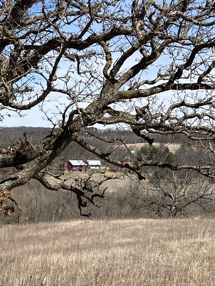 An April view of a distant farm through the oak's limbs.