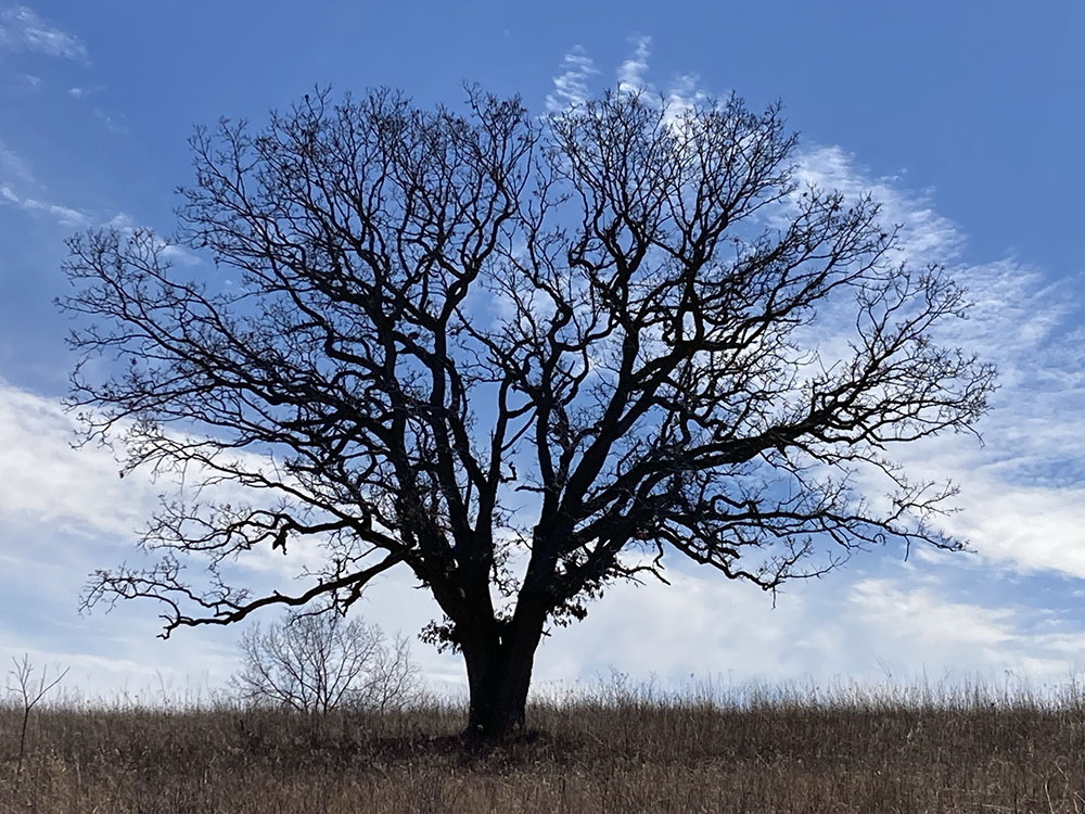 I fell in love with this oak on our first visit.