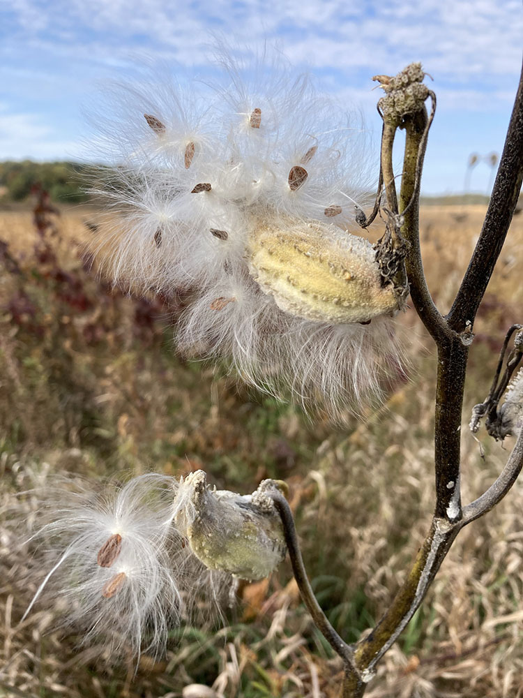 Milkweed seeds wait for the wind to disperse them.