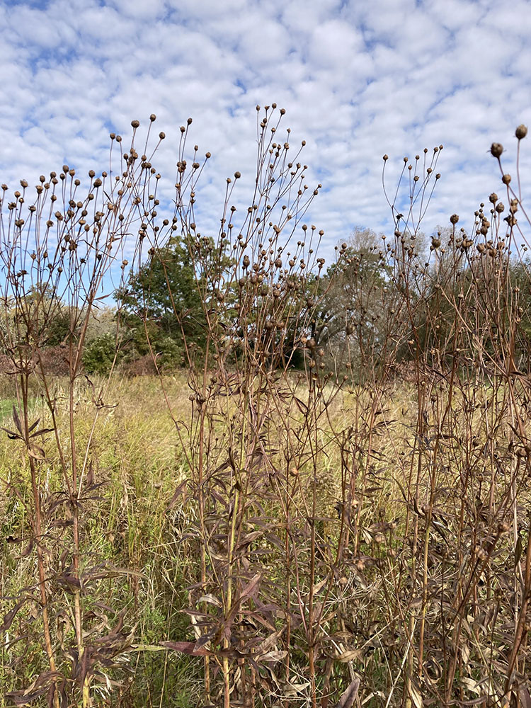 Seedheads reach for the sky.