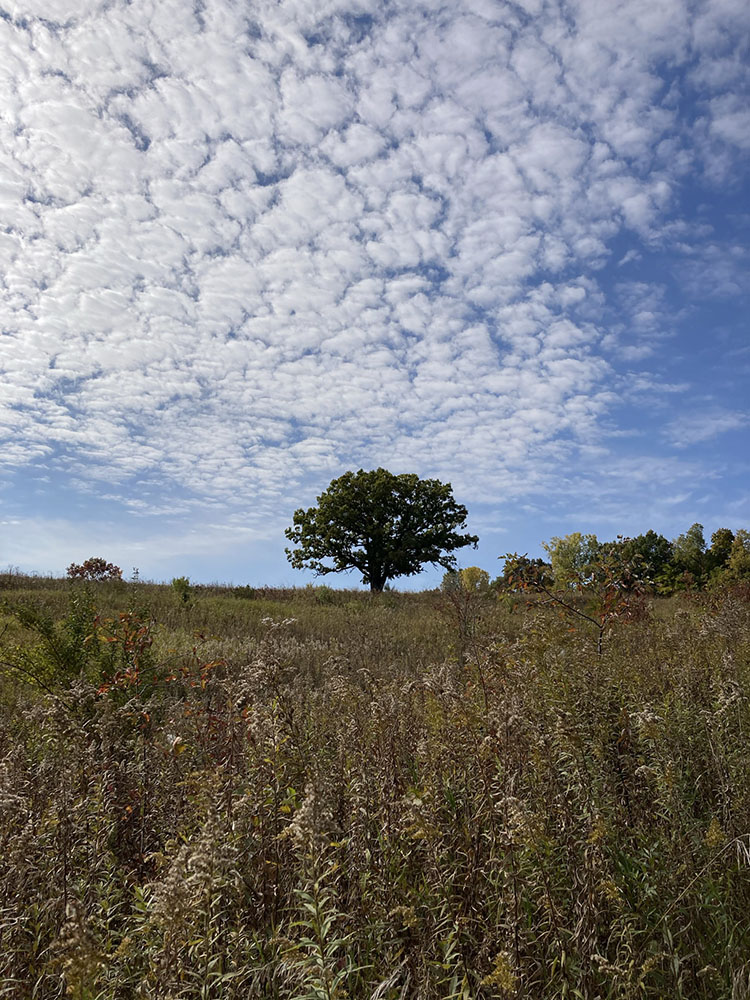 That stately oak in early October.