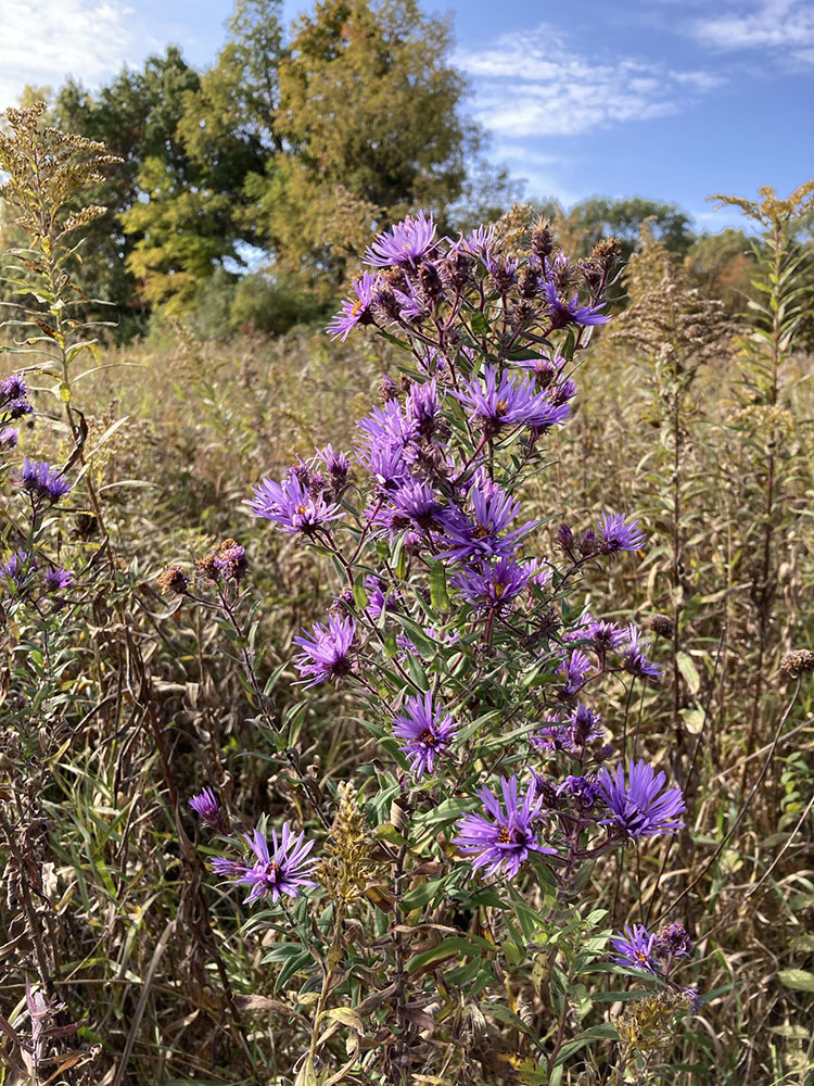 Asters sparkle amid fading goldenrod.