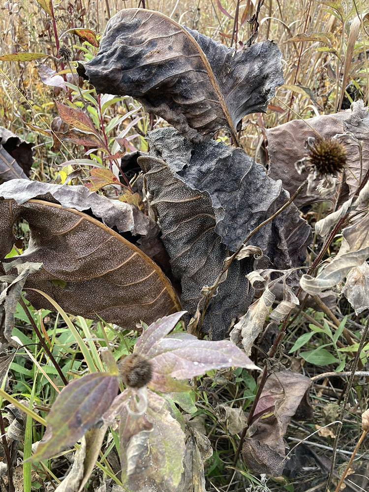 Spent flowers and sandpapery leaves rustle in the breeze.