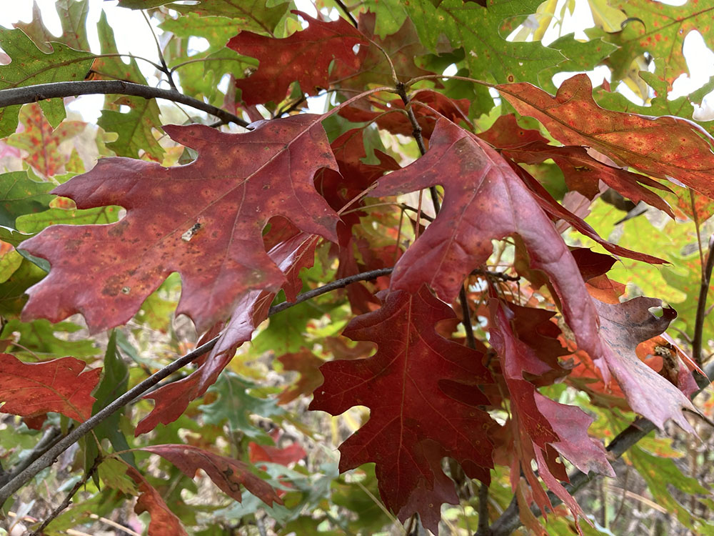 Leaves of a red oak turning.