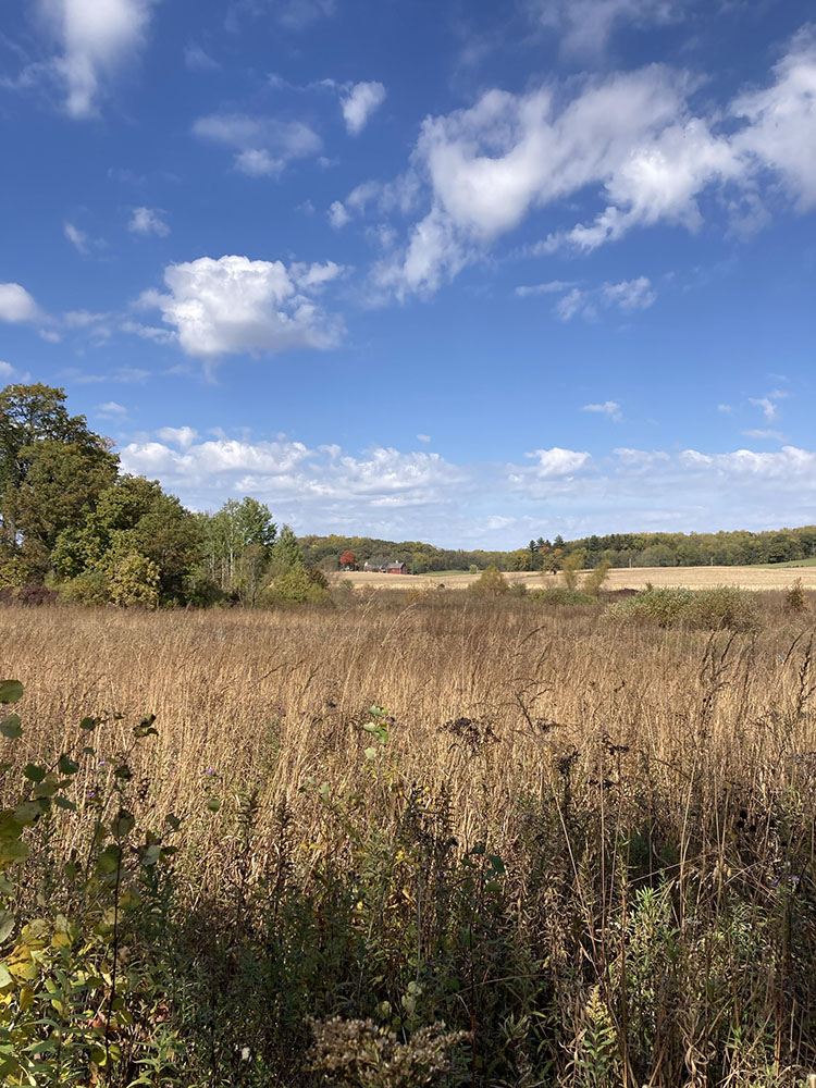 A view from a lowland trail extends beyond the park.