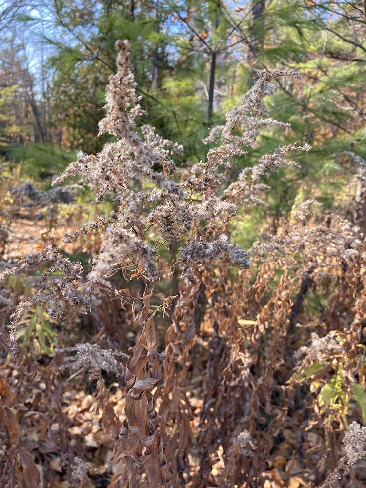 Goldenrod gone softly to seed.