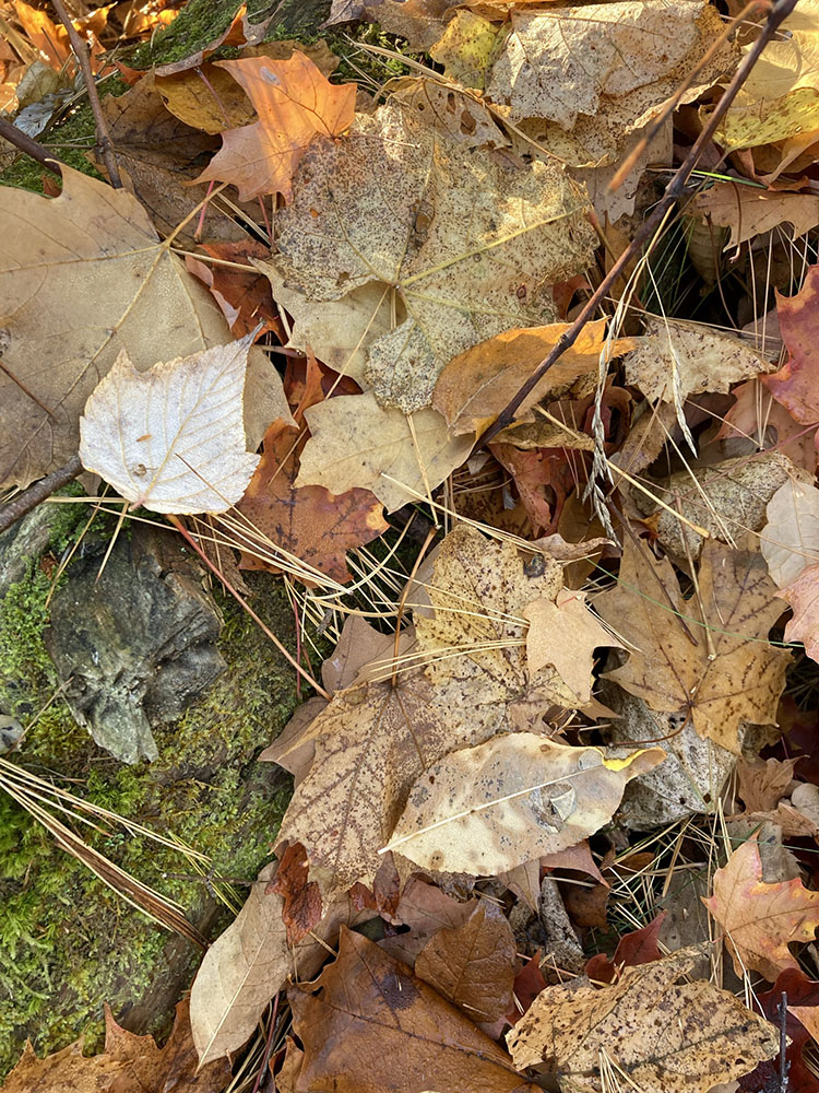 Leaves and pine needles atop a mossy log.