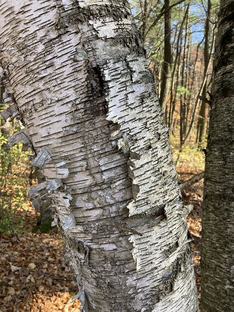 Peeling birch bark.