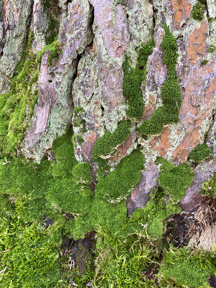 Vibrant moss hugs the base of a dying white pine.