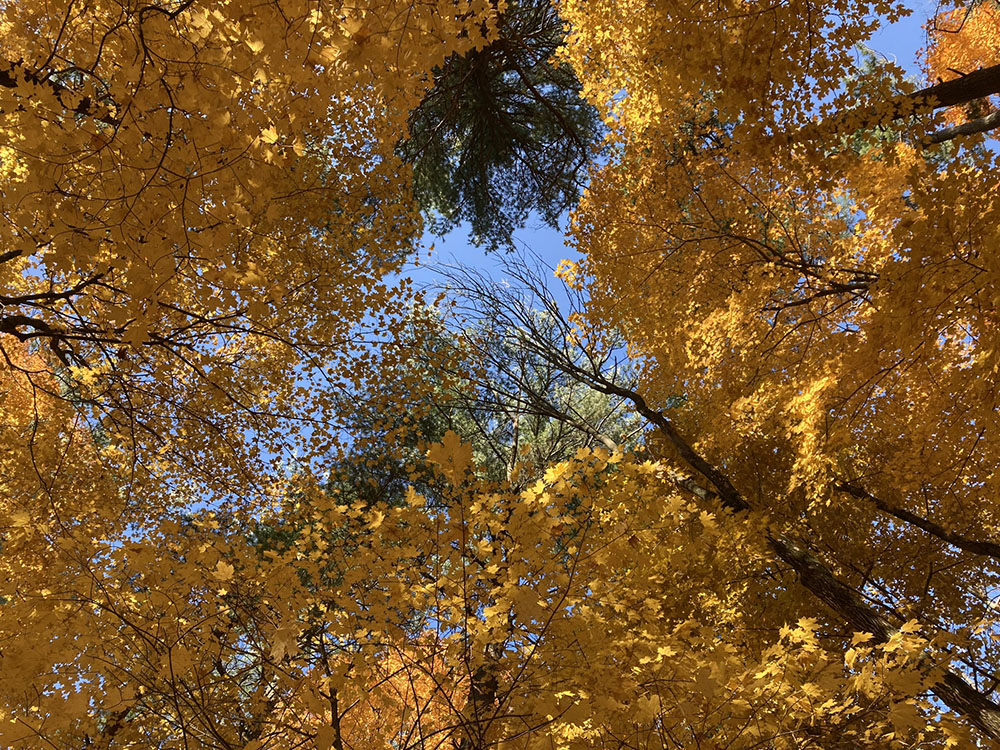 Canopy light.