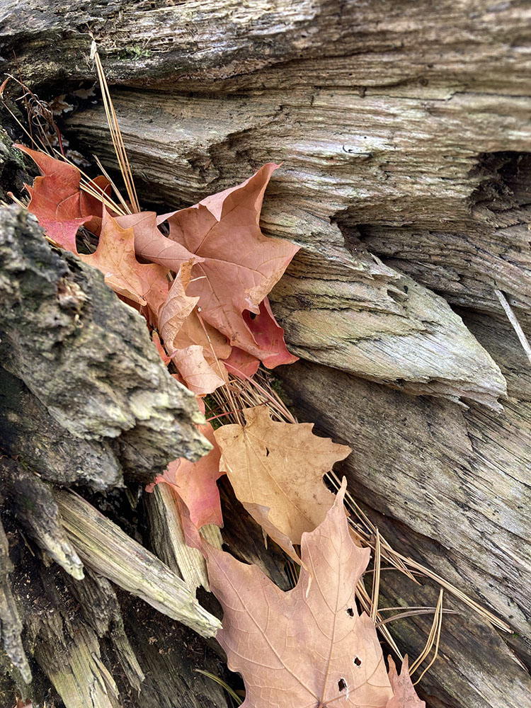 Maple leaves snuggle in a frayed log.