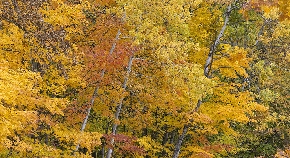 autumn colors at Menomonee Park in Waukesha Co