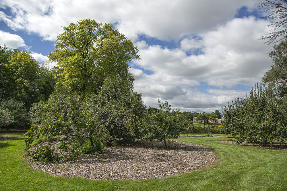 The orchard established recently by the UEC. 