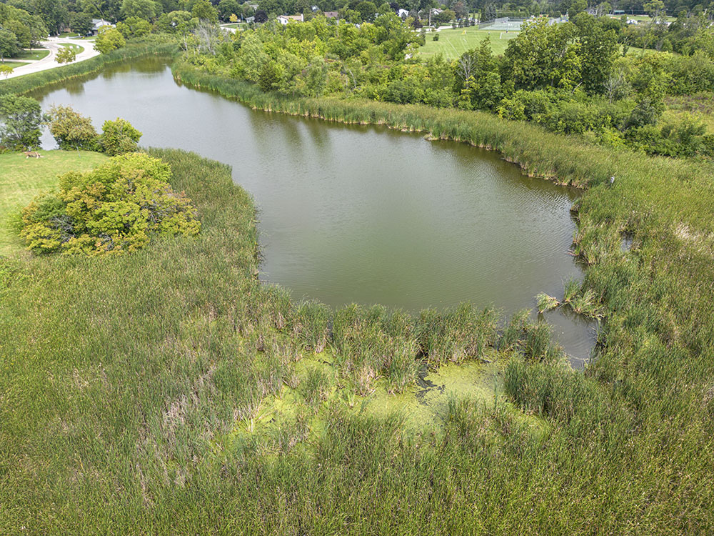 Large pond and wetland, Lions Park, New Berlin.