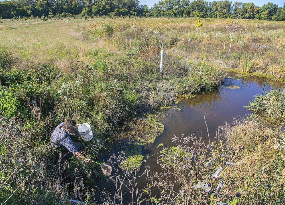 Ozaukee Parks staffer releasing fish back into the Little Menomonee.