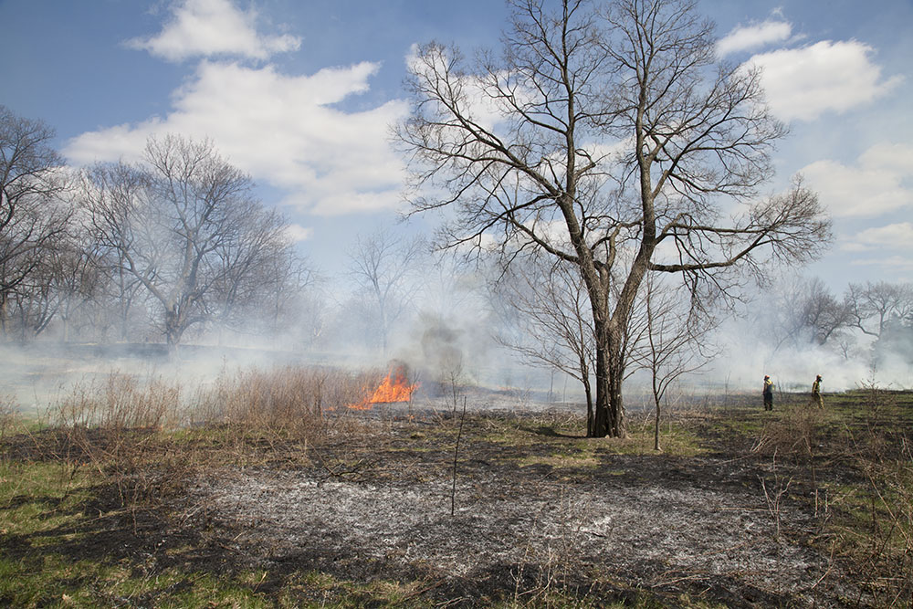 A controlled burn in the park conducted by specialists and UEC staff to help control invasive species. 