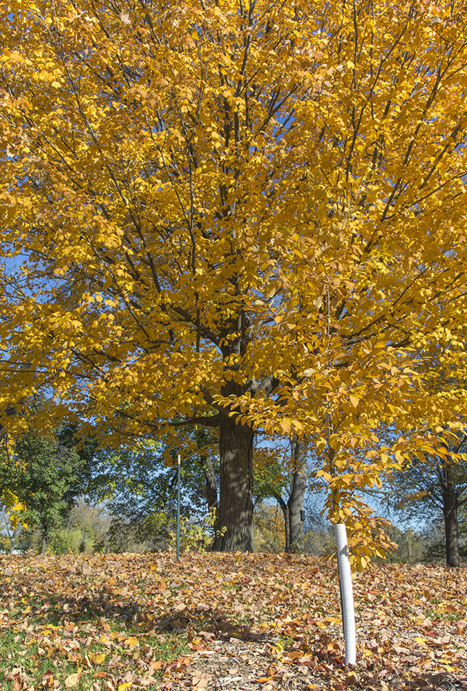 A seedling newly planted by the UEC, dwarfed by one of the existing mature maple trees.