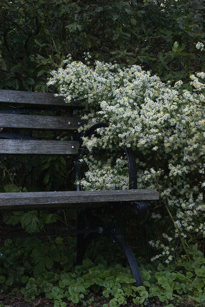 Bench Overgrown