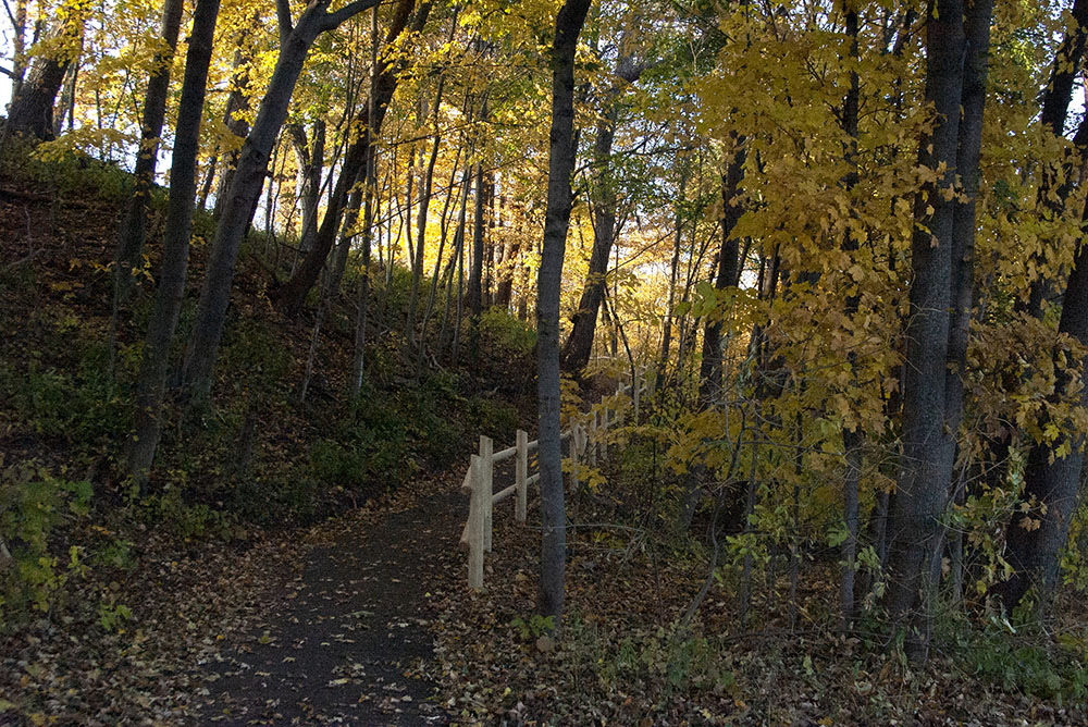 Yellow Trees, Looking Up Path