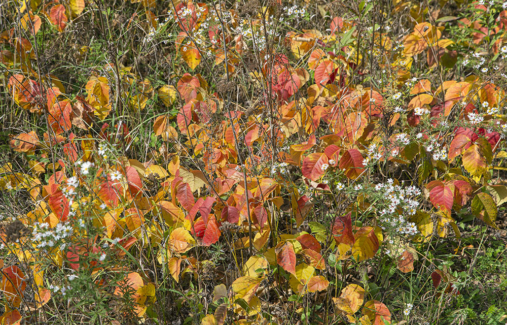 A tapestry of poison ivy and white asters.