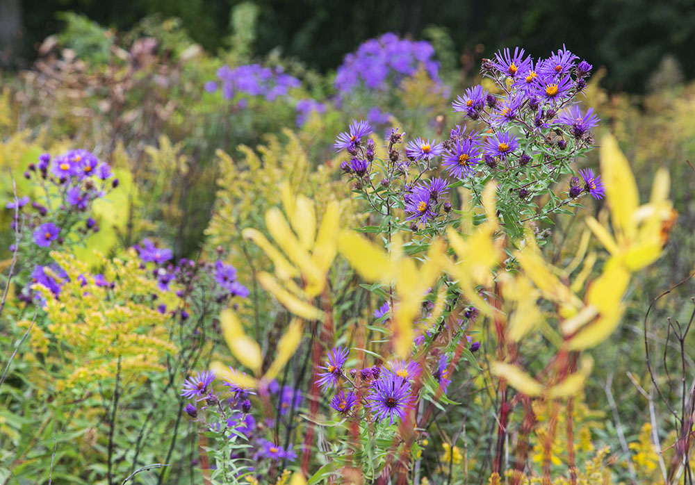 Purple asters and autumn leaves provide a few spots of color.