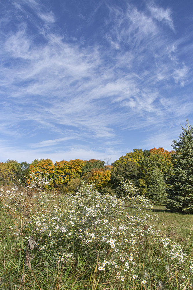 Asters and the sweep of the sky!