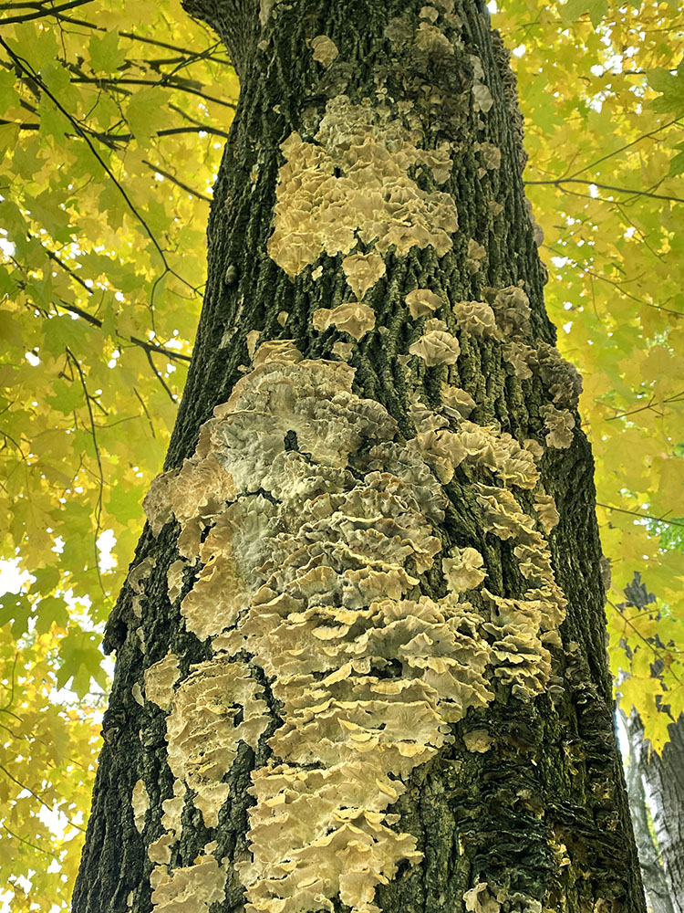 Fungi cast in an autumn glow