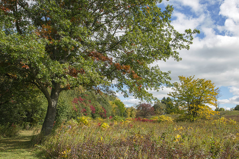 Edge of the prairie.