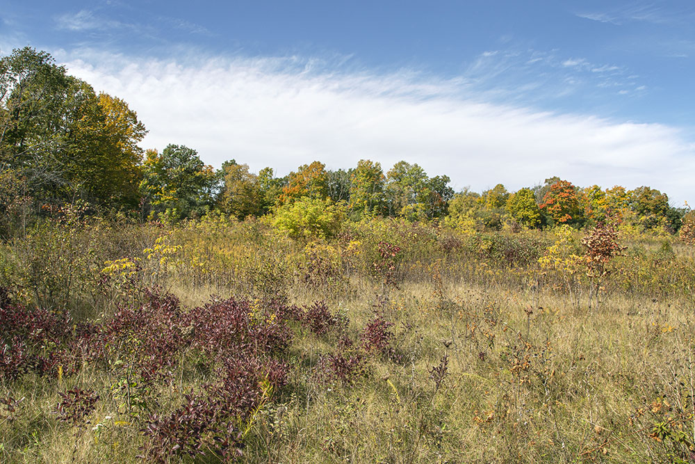 Autumn prairie, Thoma Preserve.