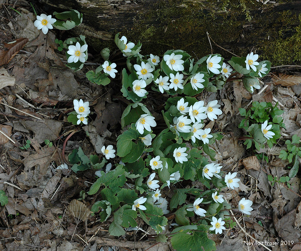 Native bloodroot flowers spring up in an area cleared of invasives.