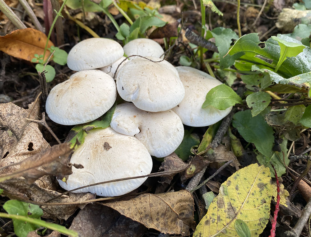 A cluster of mushrooms.