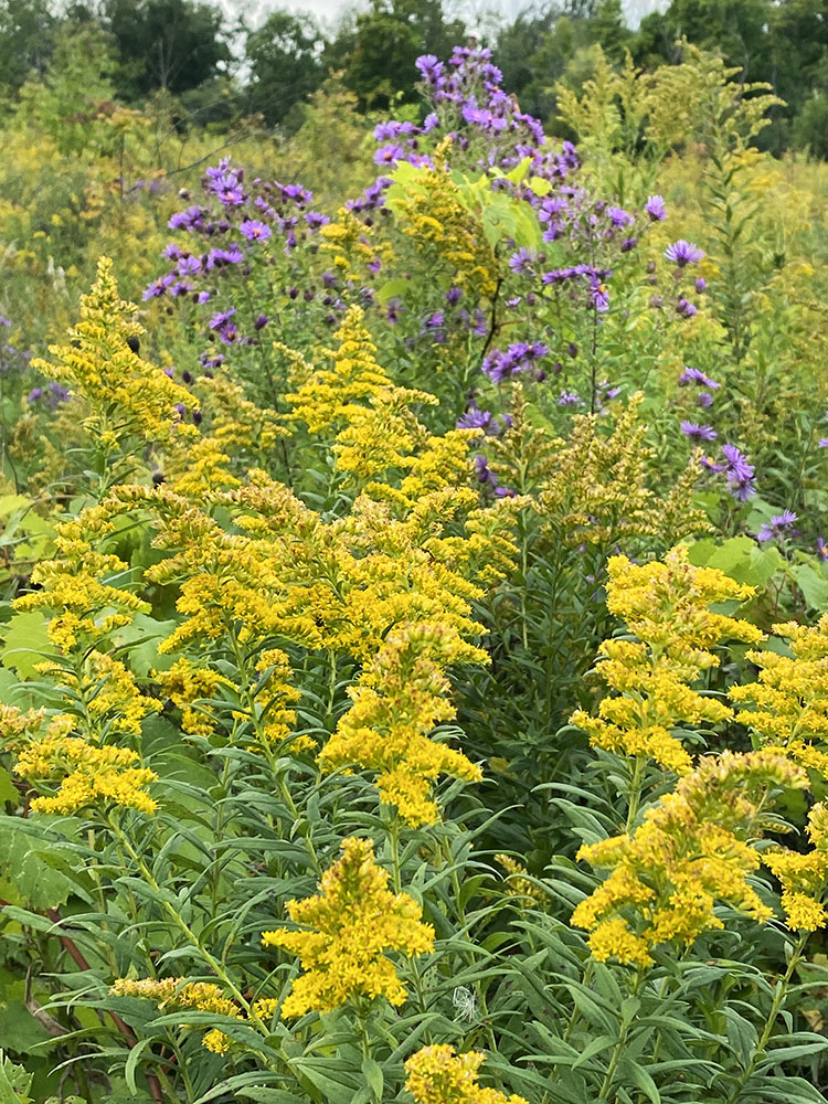 Goldenrod and purple asters complement each other.