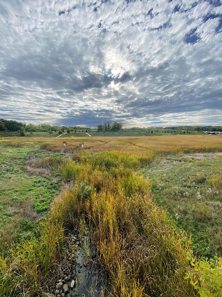 Drama in a detention basin! Milwaukee County Grounds.